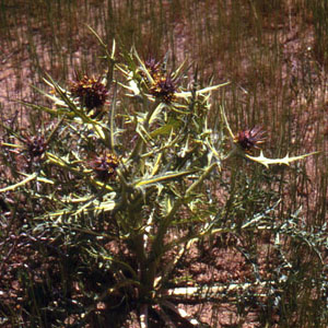 Gundelia tournefortii