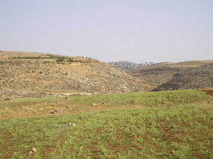 Tayybeh, un villaggio totalmente cristiano