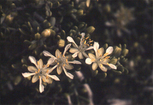 Zygophyllum dumosum Boiss