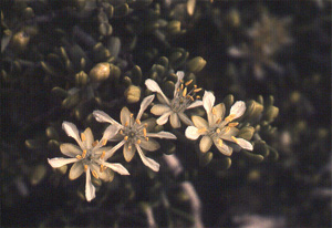 Zygophyllum dumosum Boiss
